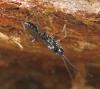 Rhimphoctona obscuripes
